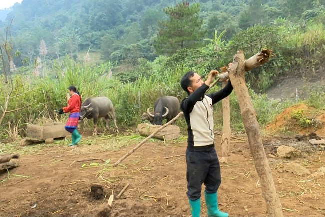 Người dân vùng cao Sìn Hồ chủ động bảo vệ đàn vật nuôi trước rét đậm, rét hại (30/12/2022)